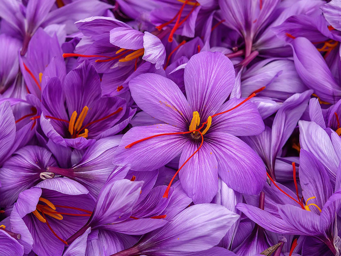 Crocus sativus - Saffron Crocus