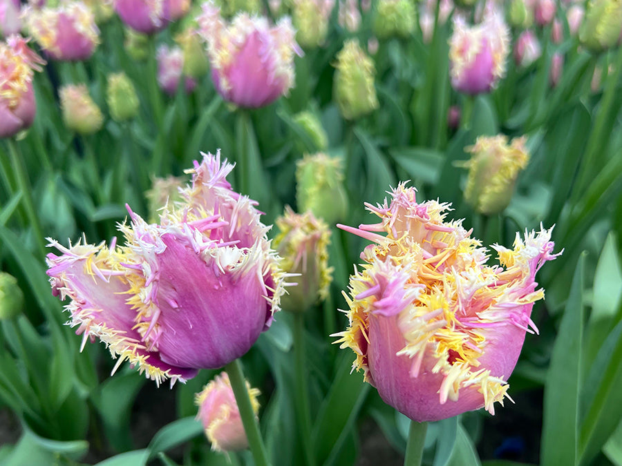 Tulips - Crunchy Cummins