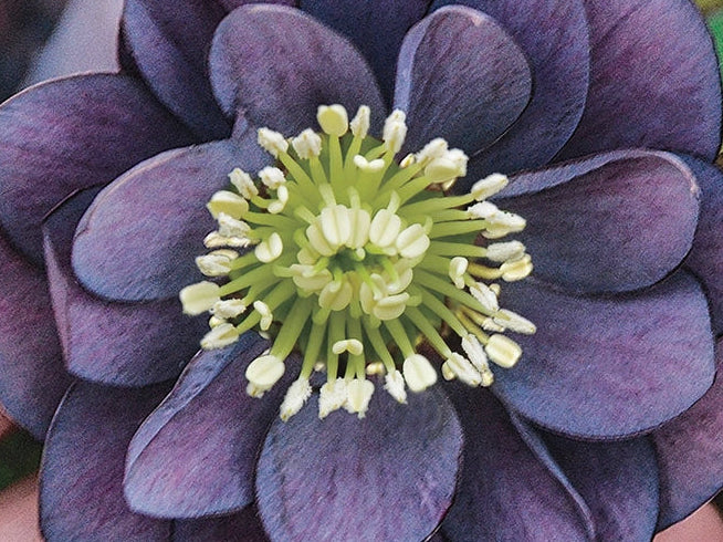 Helleborus - Wedding Party® 'Dashing Groomsmen'