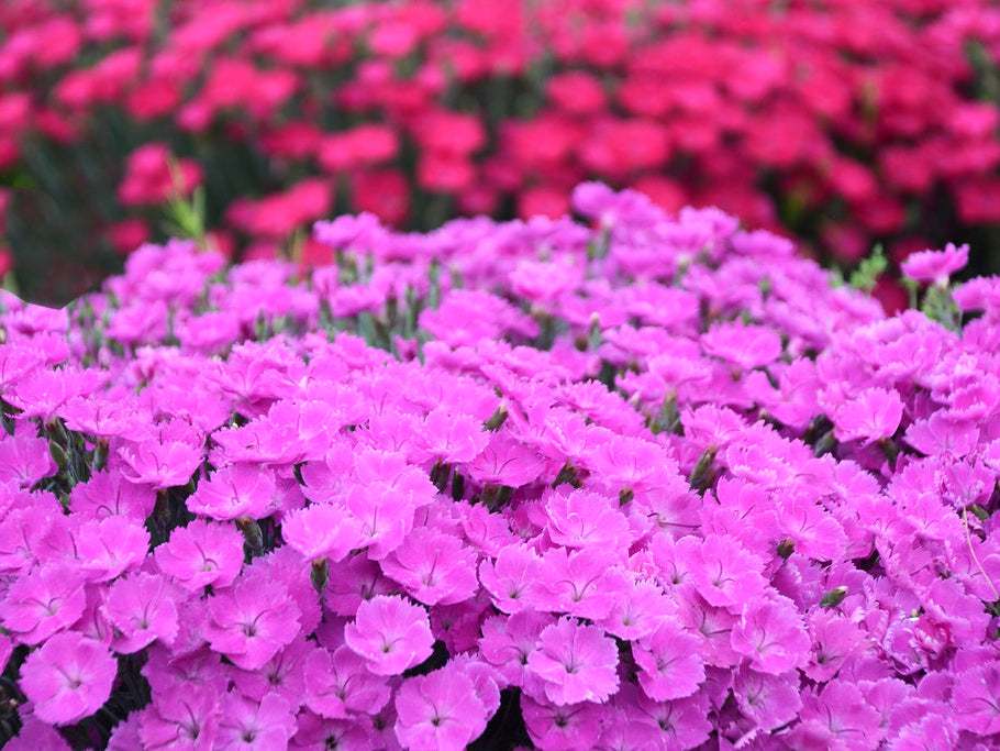 Dianthus 'Paint the Town Fuchsia'