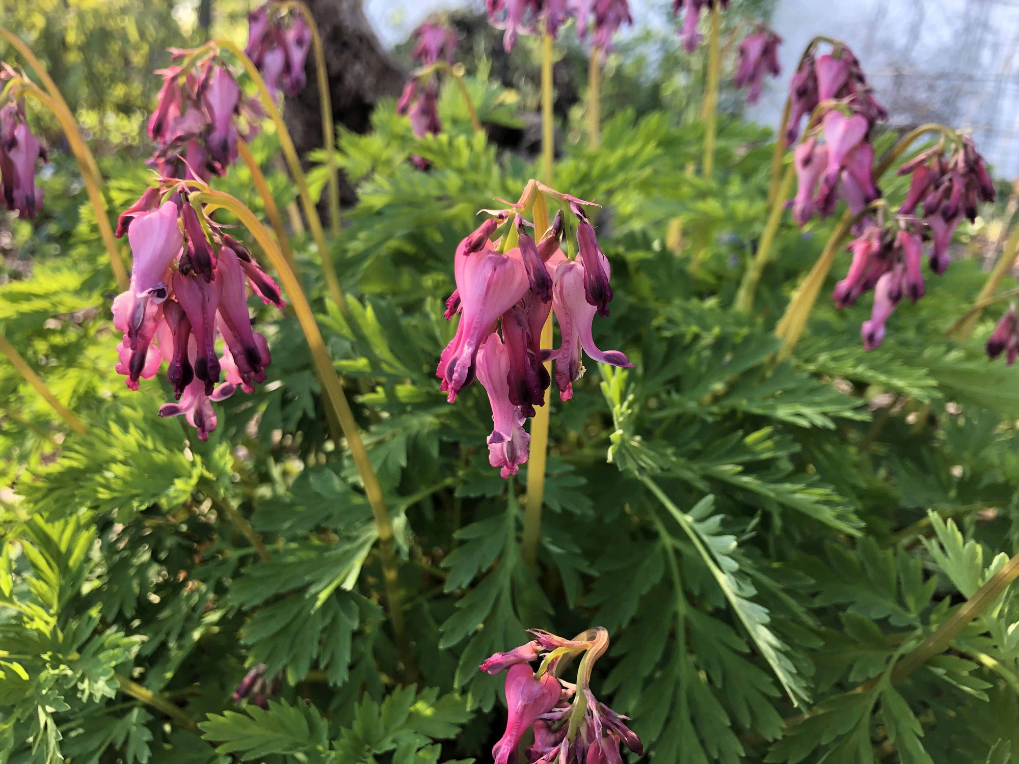Dicentra eximia - Wild Bleeding Hearts