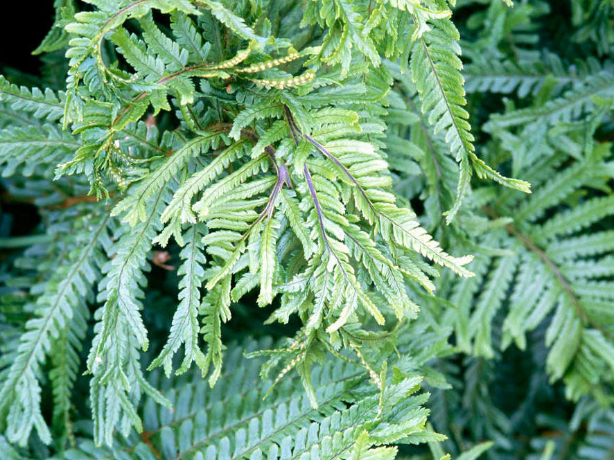 'Cristata the King' Male Fern