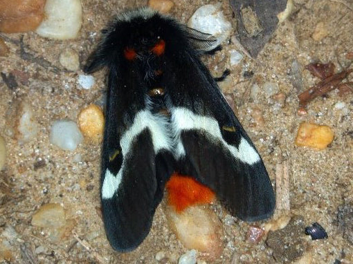 Buck moth