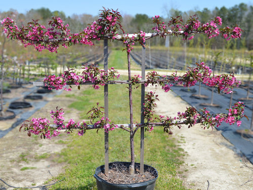 Apple Espalier 3 in 1 Multigraft Trees