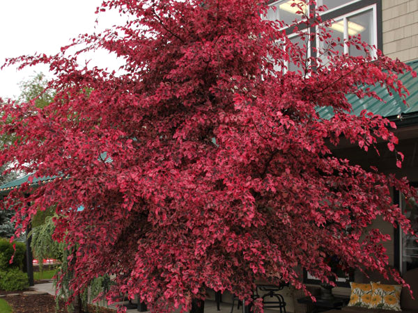 Fagus sylvatica 'Roseo-marginata'