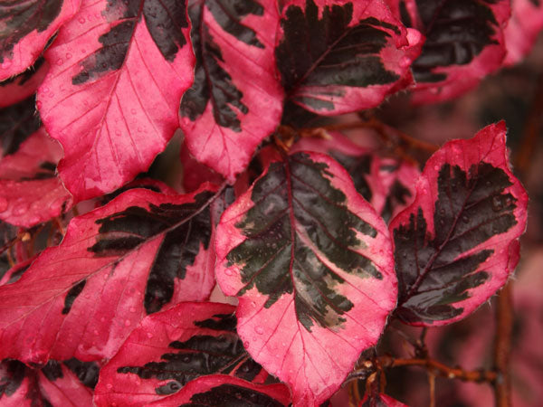 Fagus sylvatica 'Roseo-marginata'
