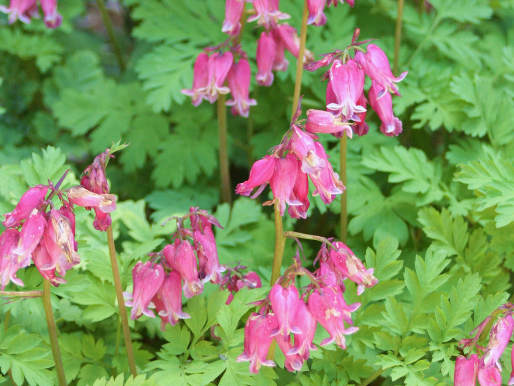 Dicentra eximia - Wild Bleeding Hearts