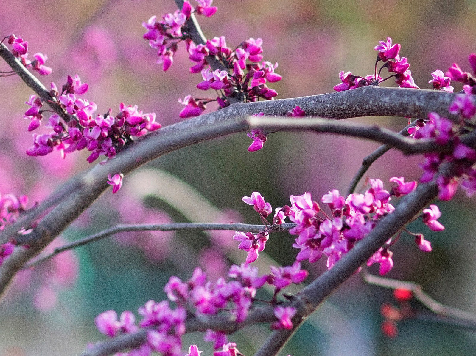 Cercis canadensis - Flame Thower®