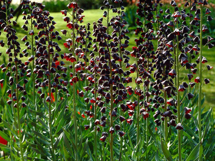 Fritillary persica - Persian Lily