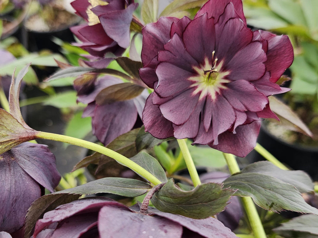 Helleborus - Wedding Party® 'Dashing Groomsmen'