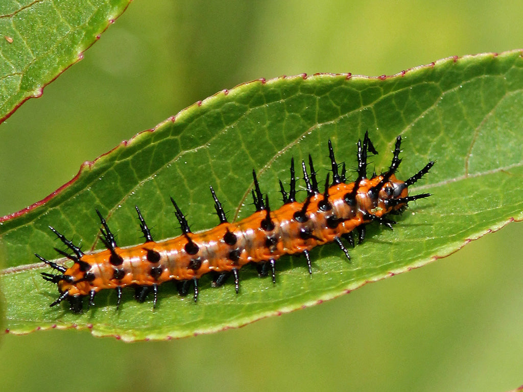 Passiflora incarnata - Native Passionflower