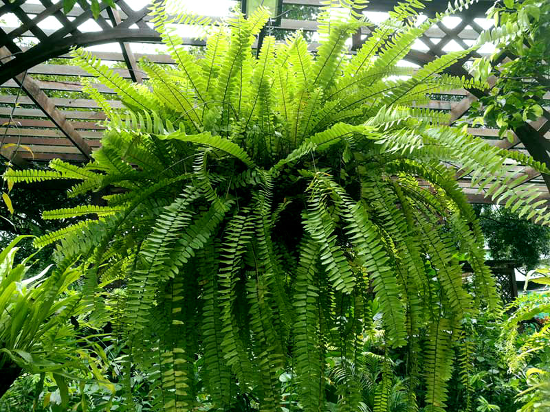 Boston Fern