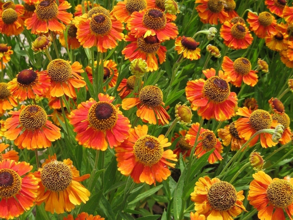 Helenium 'Mardi Gras'