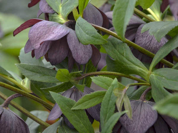 Helleborus - Wedding Party® 'Dashing Groomsmen'