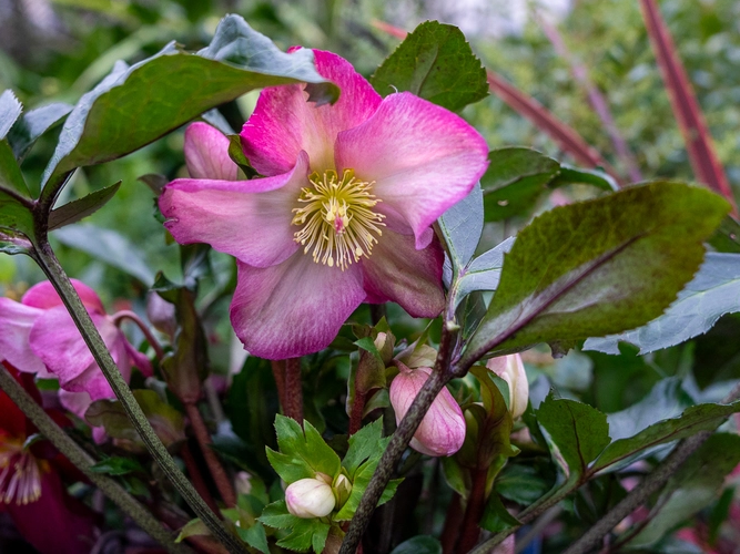 Helleborus - Ice N' Roses® 'Pink Promise'