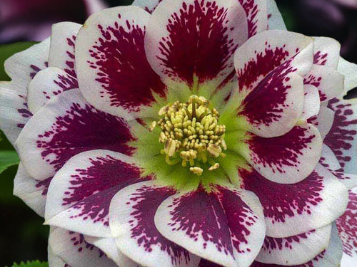 Helleborus - Wedding Party® 'Shotgun Wedding'