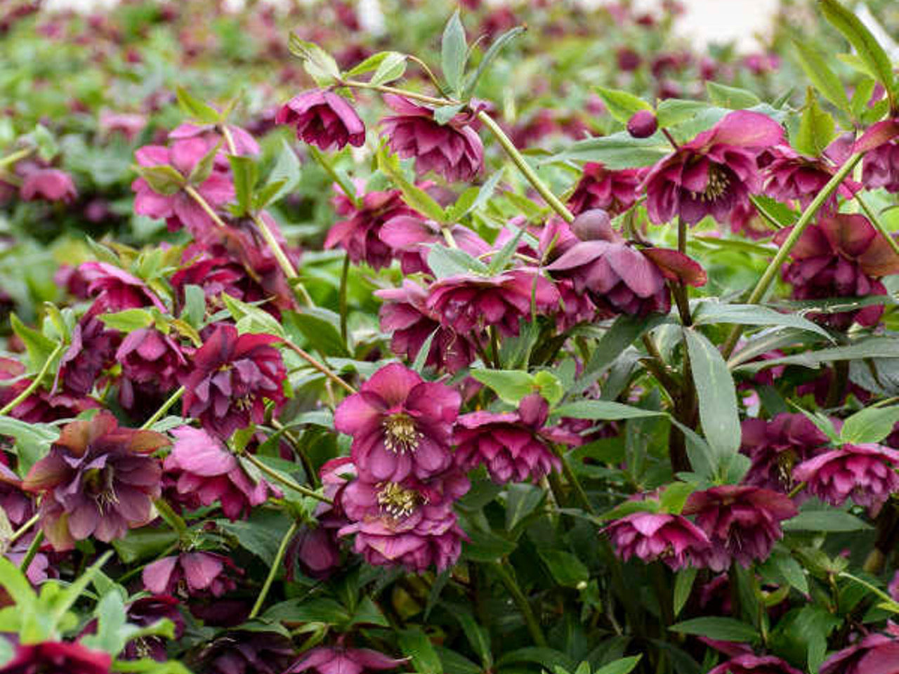 Helleborus - Wedding Party® 'True Love'