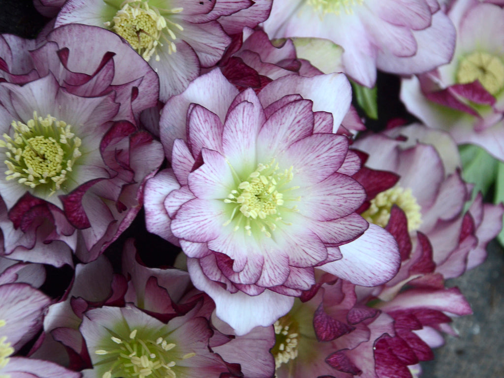 Helleborus - Wedding Party® 'Blushing Bridesmaid'
