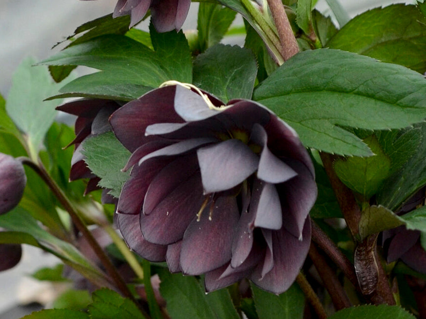 Helleborus - Wedding Party® 'Dashing Groomsmen'