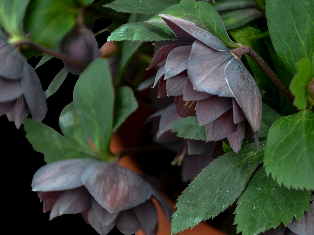Helleborus - Wedding Party® 'Dashing Groomsmen'
