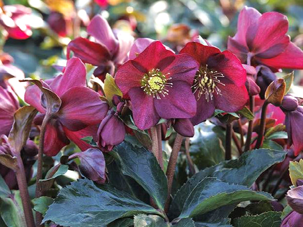 Helleborus - Ice N' Roses® 'Red'
