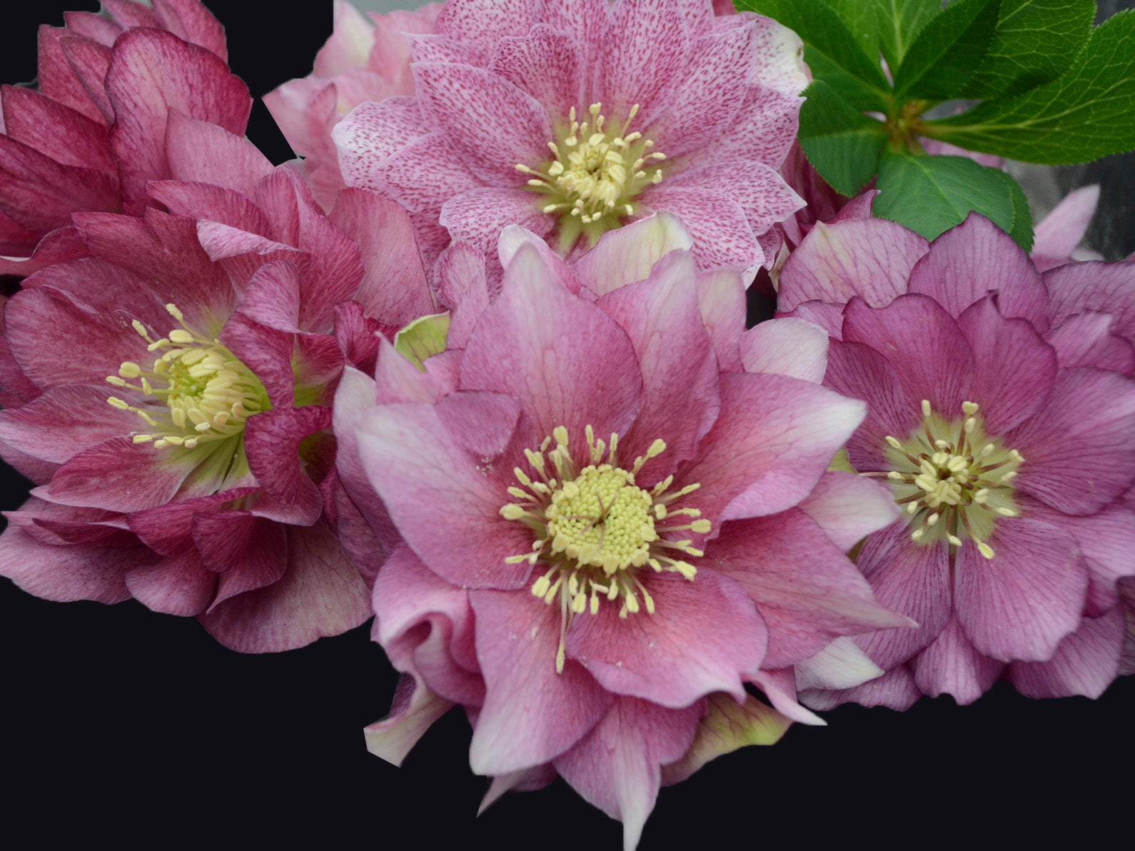 Helleborus - Wedding Party® 'Maid of Honor'