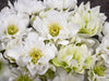 Helleborus - Wedding Party® 'Wedding Bells'