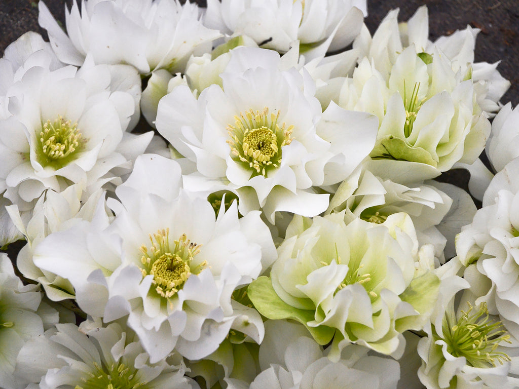 Helleborus - Wedding Party® 'Wedding Bells'
