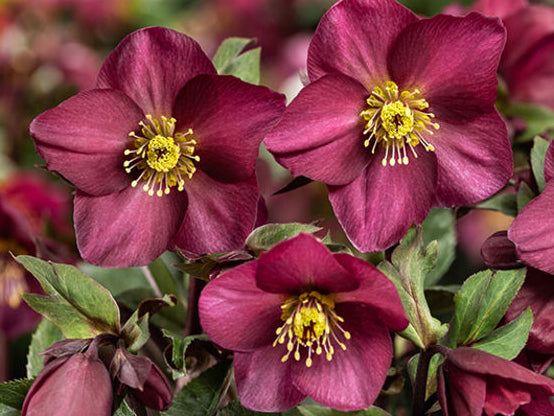 Helleborus - Ice N' Roses® 'Red Romance'