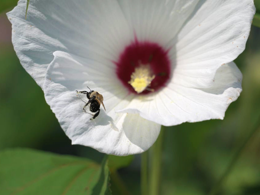 Hibiscus moscheutos - Rose Mallow