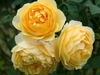 Rose - High Voltage