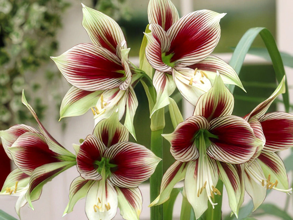 Amaryllis - Papilio (Butterfly)
