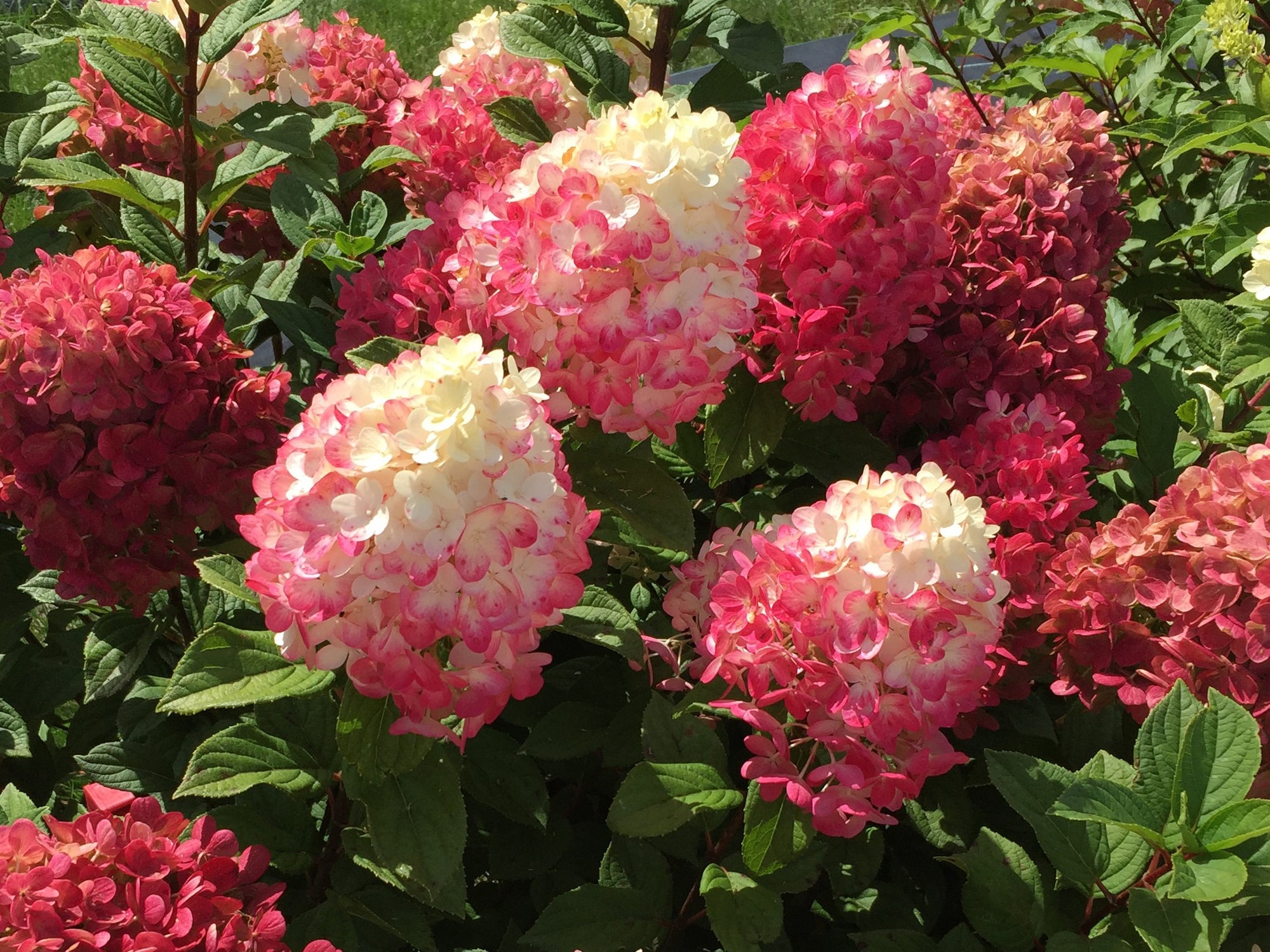 Panicle Hydrangea 'Little Lime Punch'