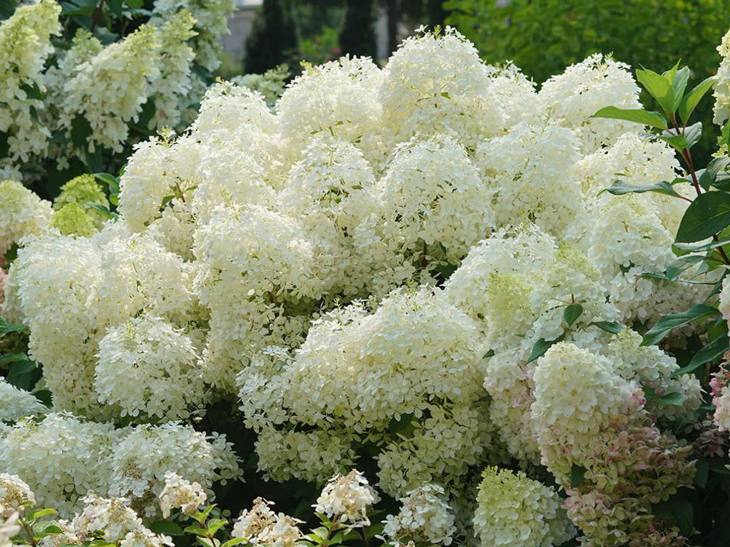 Hydrangea paniculata - Puffer Fish®