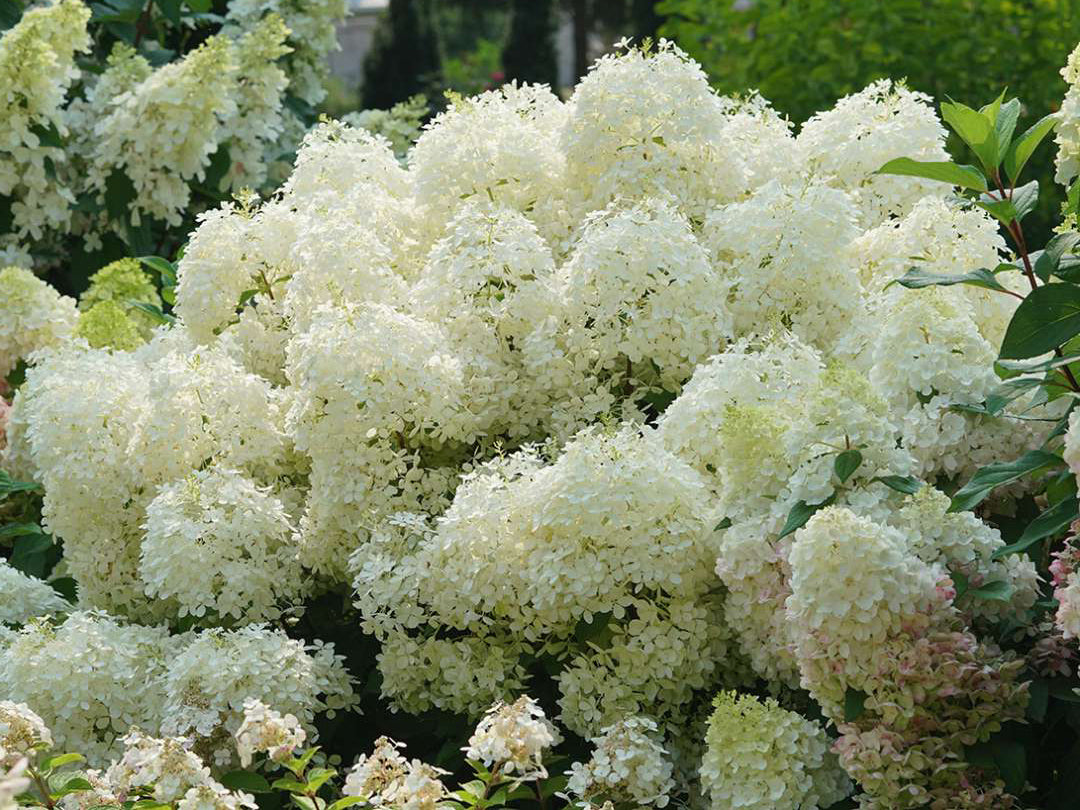 Hydrangea paniculata - Puffer Fish®