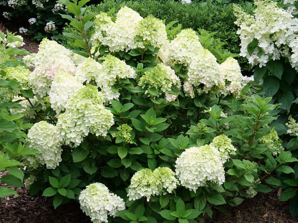 Panicle Hydrangea 'Little Lime Punch'
