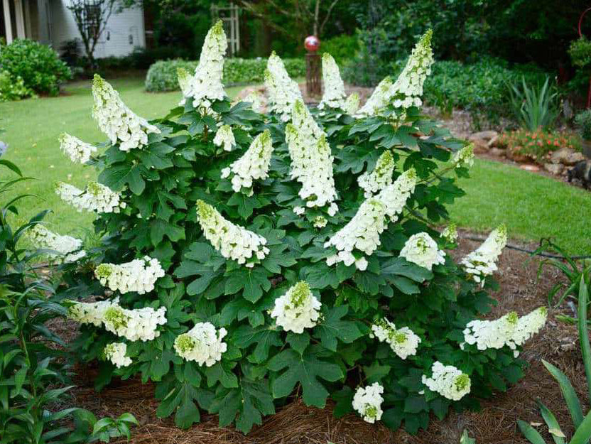 Hydrangea quercifolia 'Ruby Slippers'