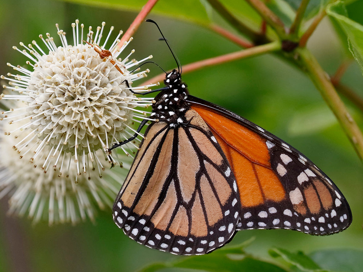 Cephalanthus occidentalis - Buttonbush