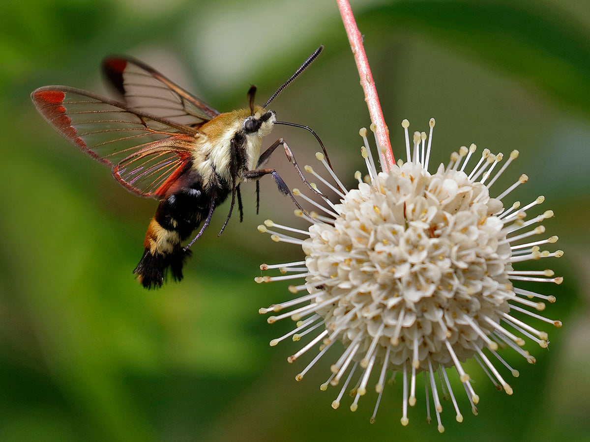 Cephalanthus occidentalis - Buttonbush