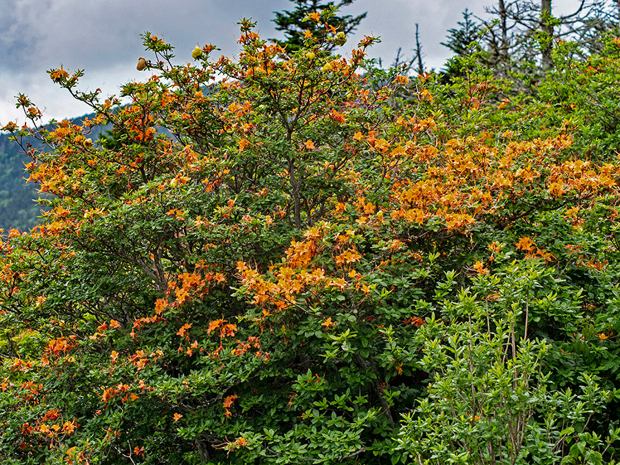 Rhododendron calendulaceum - Flame Azalea