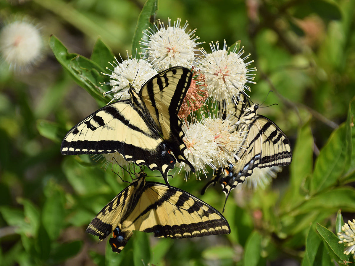 Cephalanthus occidentalis - Buttonbush