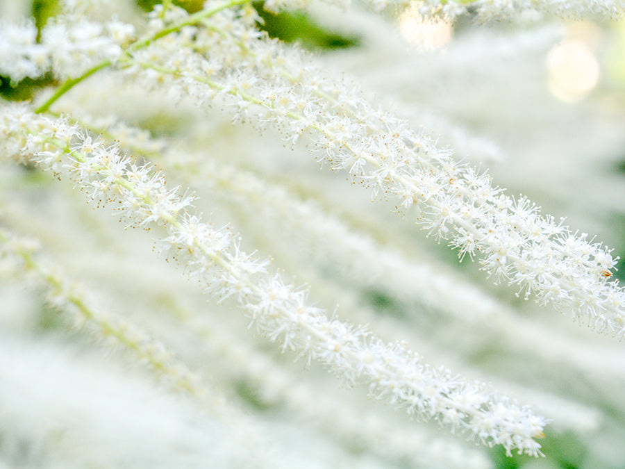 Aruncus dioicus - Goatsbeard