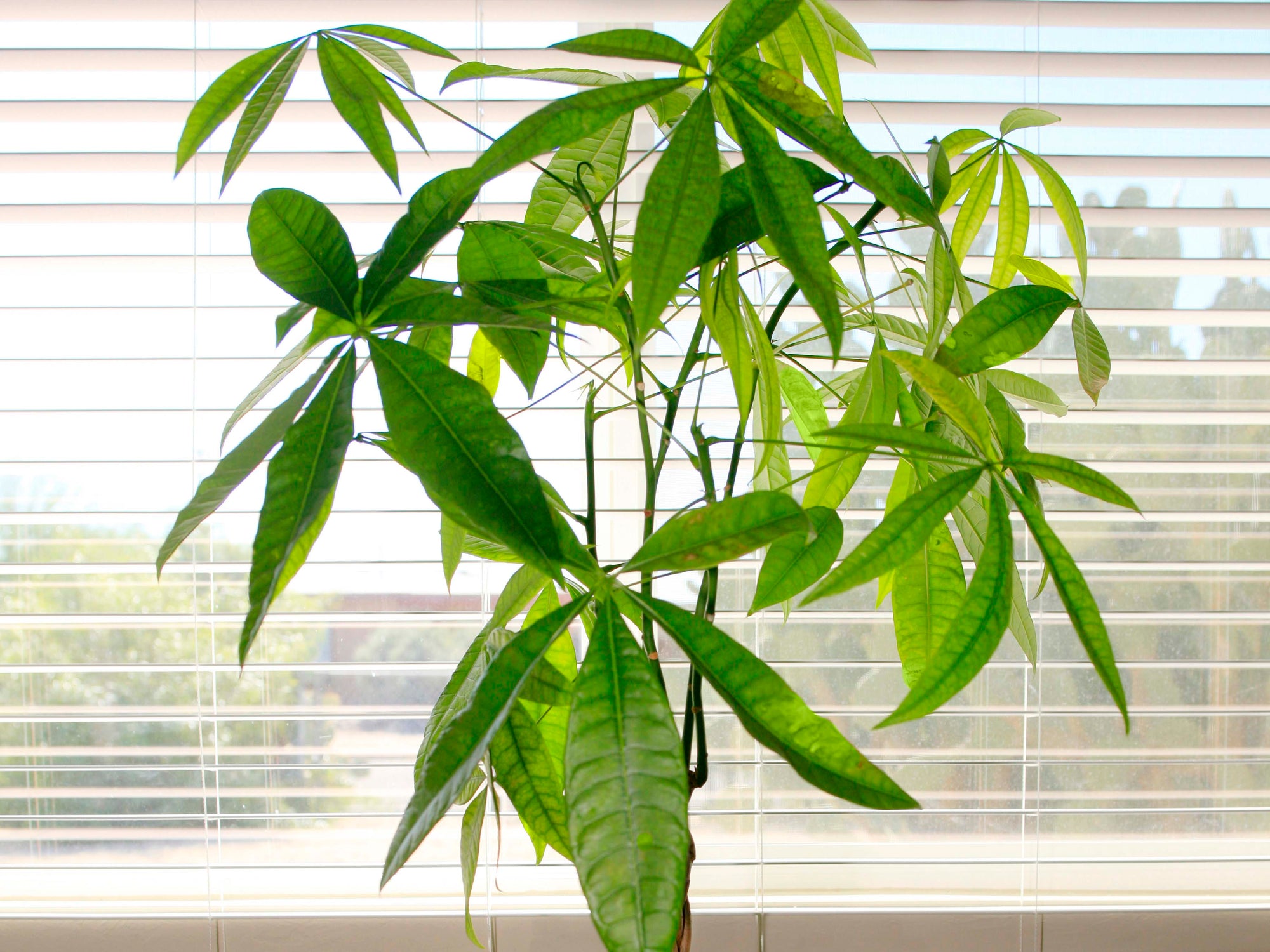 Pachira aquatica - Money Tree