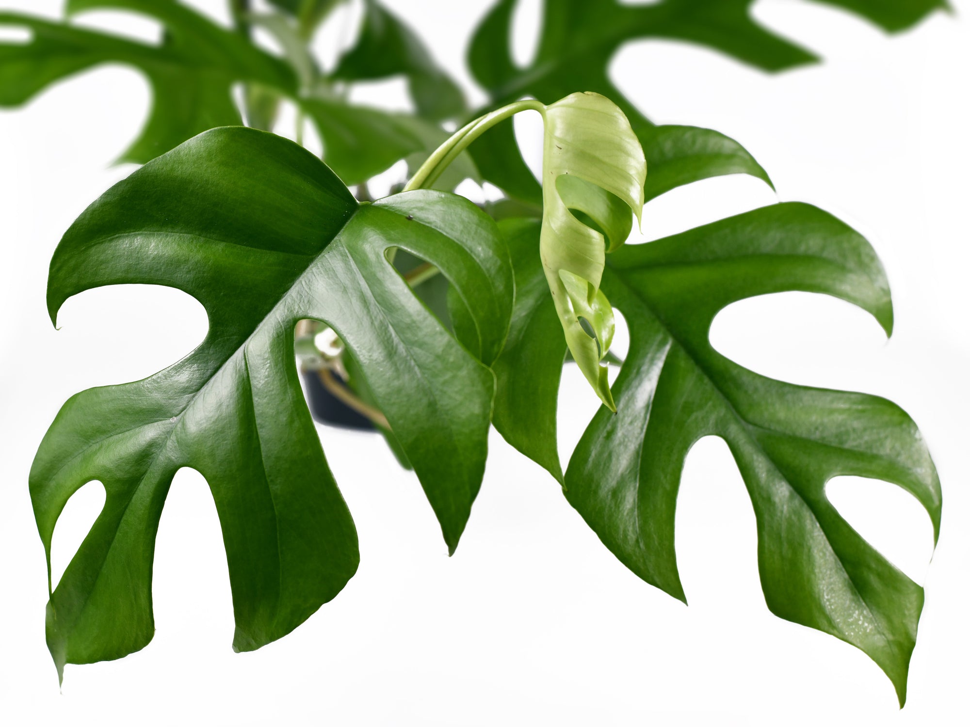 Rhaphidophora tetrasperma - Mini Monstera