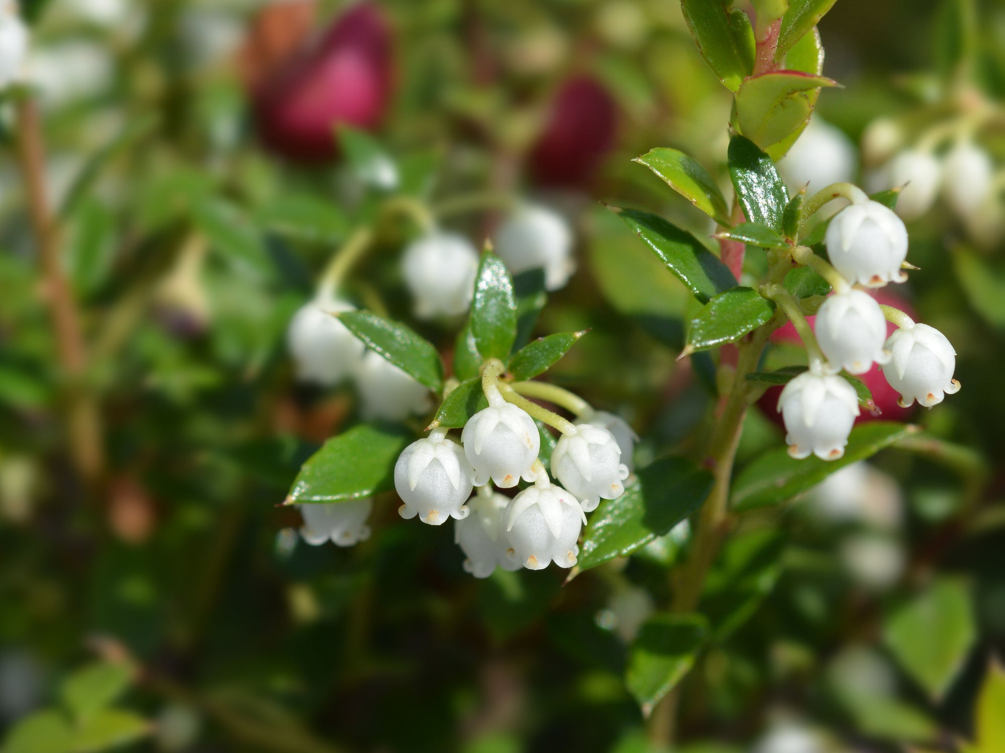 Gaultheria procumbens - American Winterberry