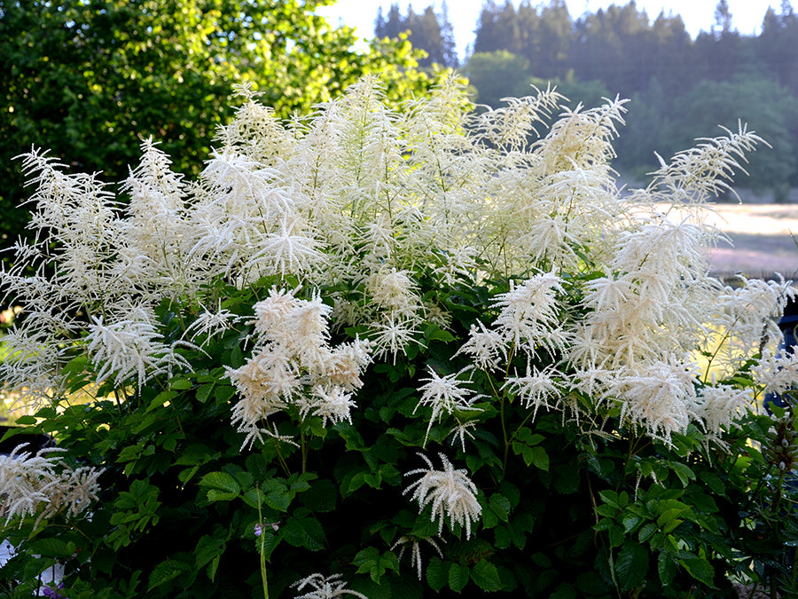Aruncus dioicus - Goatsbeard