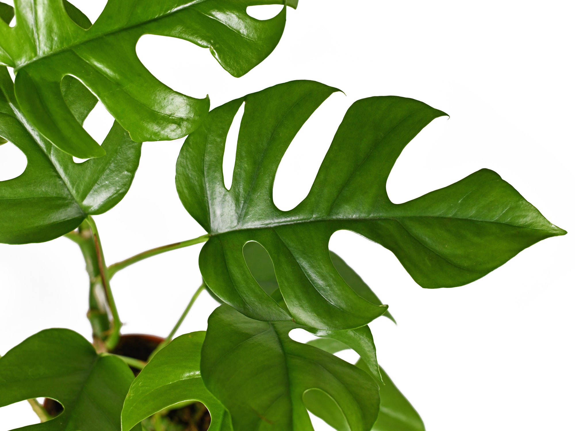 Rhaphidophora tetrasperma - Mini Monstera