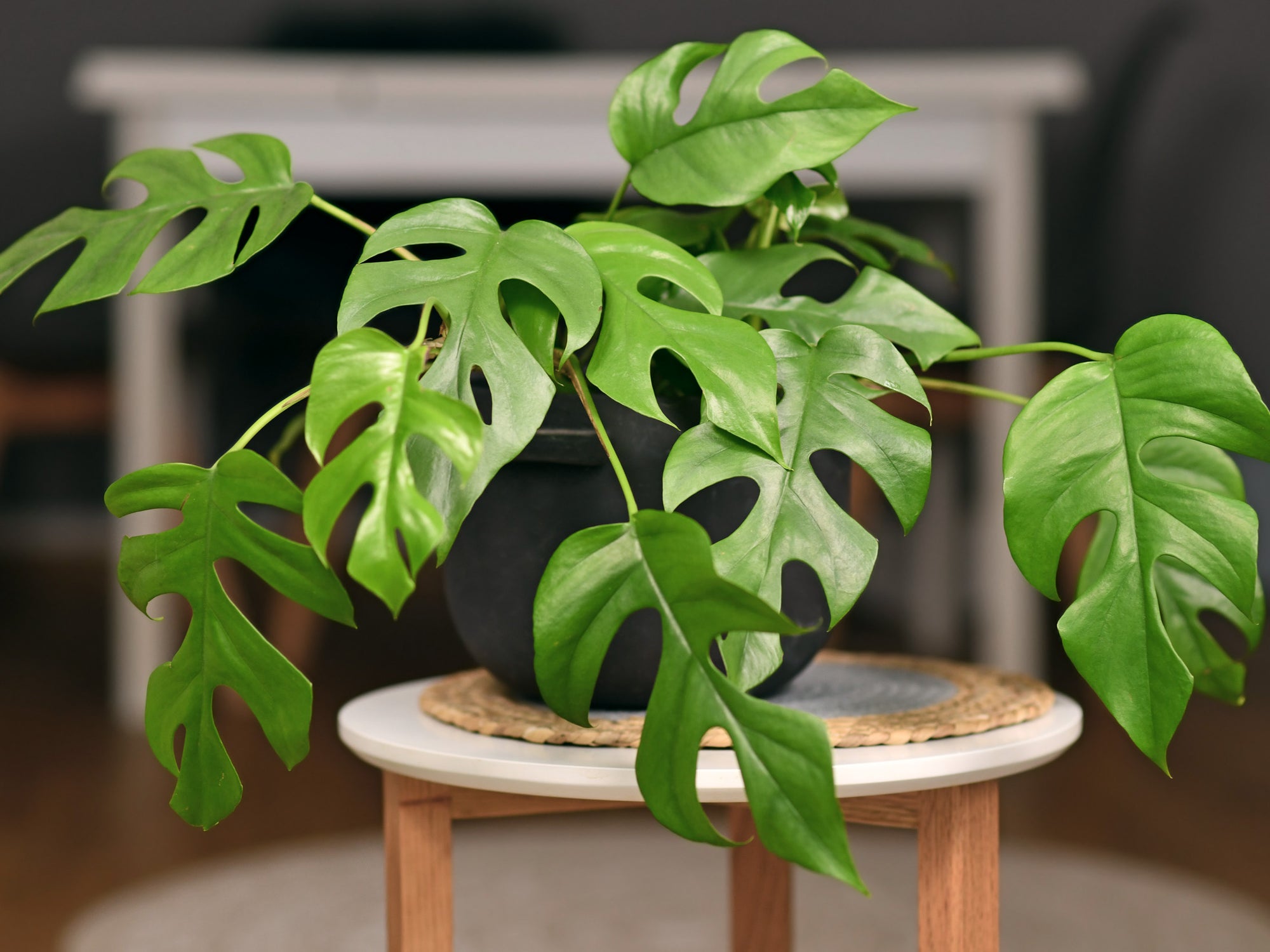 Rhaphidophora tetrasperma - Mini Monstera