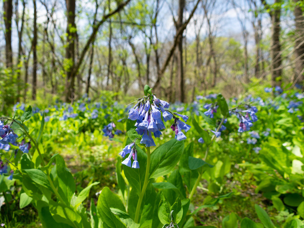 Mertensia virginica - Virginia Bluebells