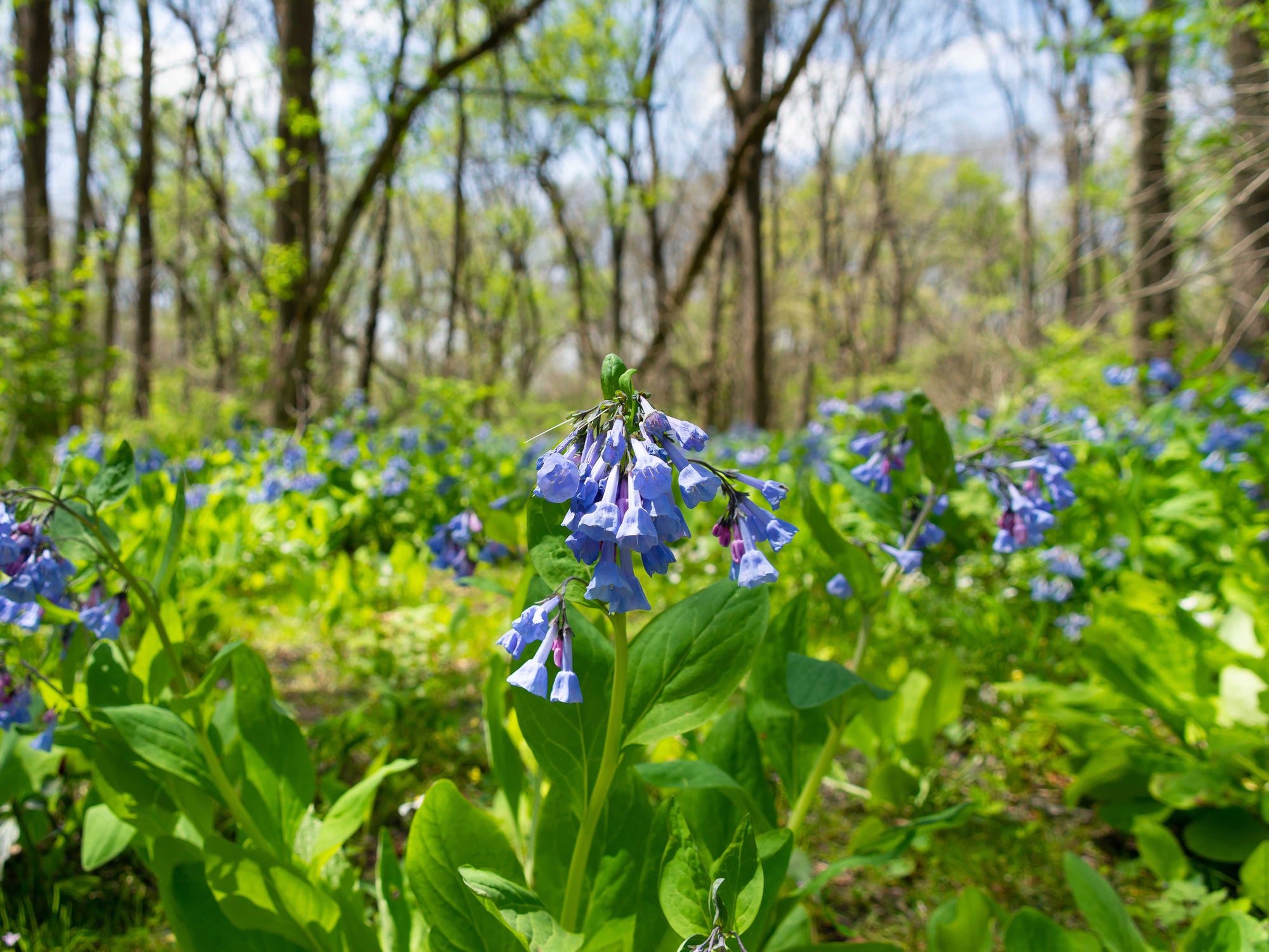 Mertensia virginica - Virginia Bluebells